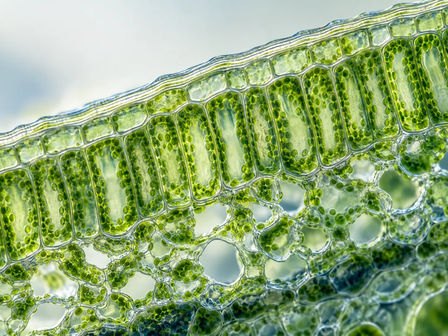 Microscopic cross-section of leaf tissue with epidermis, palisade cells, spongy mesophyll and chloroplasts